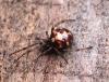Steatoda triangulosa